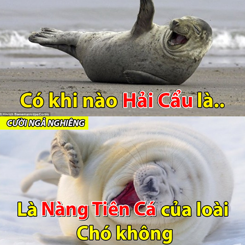 Có lẽ nào....