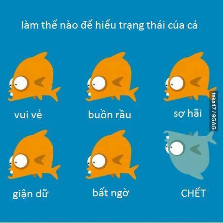 Cá là loài kiên quyết không bao giờ chịu thay đổi sắc mặt 